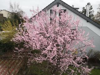 Aufenhalt in Fulda in ruhiger und Top Lage - 1