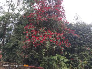 Gurung Homestay - Ravangla - 9
