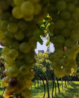 Natiia Relais - Adults Only - Lazise - 7