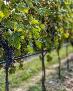 Natiia Relais - Adults Only - Lazise - 5