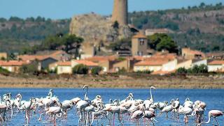 La Mouette qui miaule - Gruissan - 4