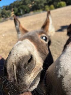 Paso Robles Wine Country Ranch House & Firepit - Paso Robles - 4