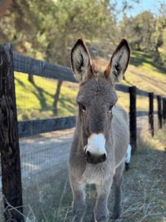 Paso Robles Wine Country Ranch House & Firepit - Paso Robles - 5