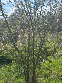 Ma petite chaumière - 7