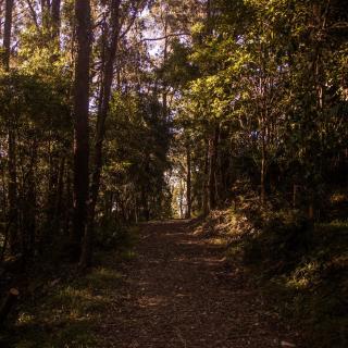 Off-Grid Cabin Surrounded by Nature - Hot Tub - Banjo - Jamberoo - 8