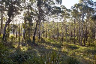 Ribbon Gum Retreat - Reidsdale - 1