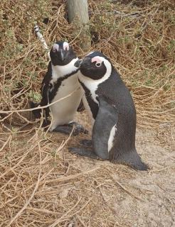 Nature's Nest - Bettyʼs Bay - 2