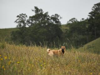 Secluded Off-Grid Cabin - Pet Friendly - Roscoe - Rawdon Vale - 6