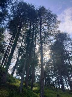 Kumaon deodara cottages - 4