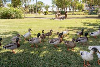 Sunstay Costa Lago Flat II Torremolinos - Torremolinos - 5