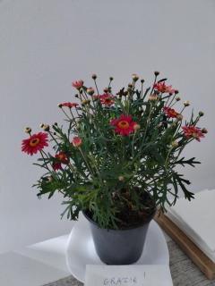 un balcone sul lago - Omegna - 4