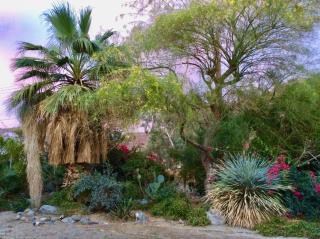 Mid-century Modern In Enchanting Desert Garden - La Quinta - 5