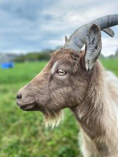 Burren Nature Sanctuary Apartment - 3