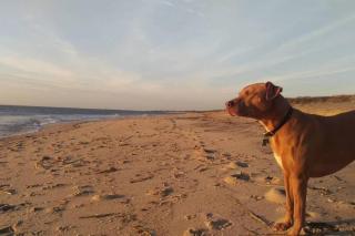 WildWoof Beach Bungalow - 3 Blocks to Beach - North Wildwood - 1