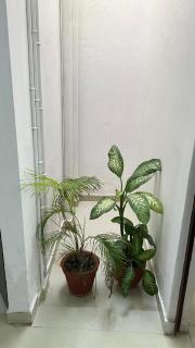 Viraj Cottage Near Ram Mandir - Ayodhya - 4