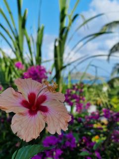 La Colline Verte - 1