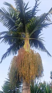 Recanto da Daiane - 5