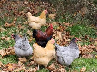 TideAway Farm on Private Island! Escape & Indulge Mother Nature! - Anacortes - 9