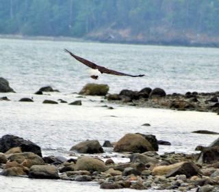 TideAway Farm on Private Island! Escape & Indulge Mother Nature! - Anacortes - 2