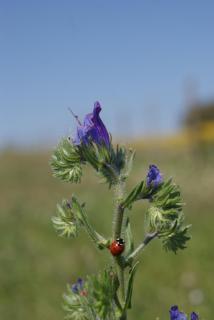 Flor de Laranjeira - Mértola - 1