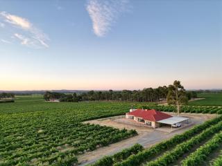 McGill Vineyard Barossa - Lights Pass - 2