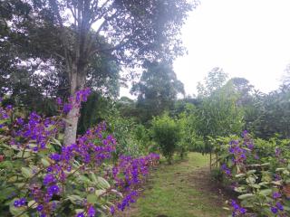 Frech lodge - Oxapampa - 5