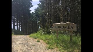 Raglan Tiny house escapes - Raglan - 5