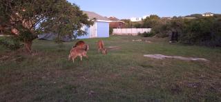 Anchored at 18 Guy - Paradise Beach - Jeffreysbaai - 0