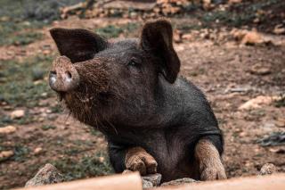 Agroturismo Ses Illes - 2