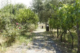Etna Evergreen Casa Vacanze - Piedimonte Etneo - 8