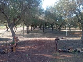 Tenuta L'uliveto - Maruggio - 4
