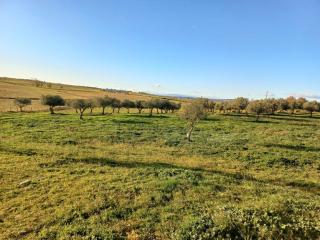 Casa de Campo das Oliveiras - Idanha-a-Nova - 8