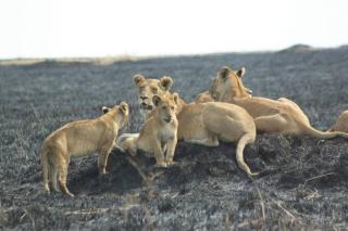 Nasila Tours - Sekenani - 3