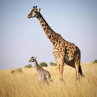 Nasila Tours - Sekenani - 4