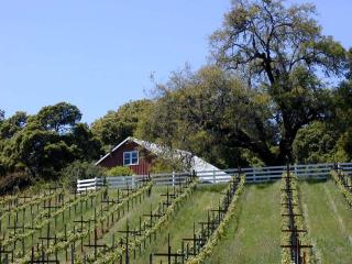Vacation Rental with Spa and Pool on Winery near Healdsburg, California - Hopland - 9