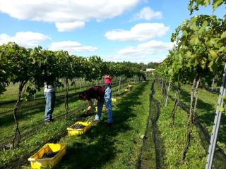 Charming Weekend Getaway Located on a Vineyard near Cleveland, Ohio - Berlin Center - 2