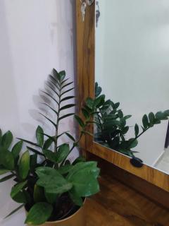 White Orchid - Madikeri - 8