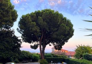 La Luna e il faló - Ceriale - 6