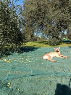 Agriturismo Bio Terre di Naioli - Pitigliano - 3