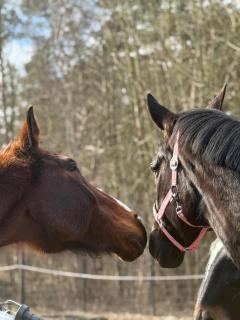 Mongolische Jurte auf Landhof inmitten der Natur bei Lübeck - - 7