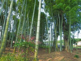 黒羽別邸旧後藤邸 - 6