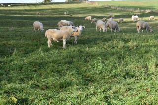 Lamb's Lodge Mickleton Hills - Chipping Campden - 1