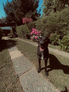 La Cabaña de Olivia y Frodo - Bariloche - 1