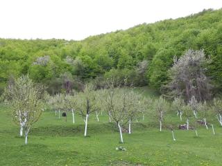 Gazdinstvo Mikić - 9