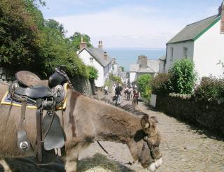Willow Cottage - Woolfardisworthy - 3