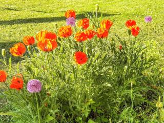 Holiday home VISBY IX - Visby - 4