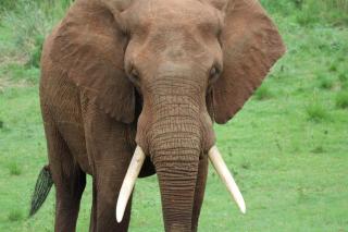 Elephant Walk Tented Camp - - 8