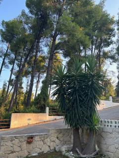 Paradise Pines Xenia - Paliouri - 3