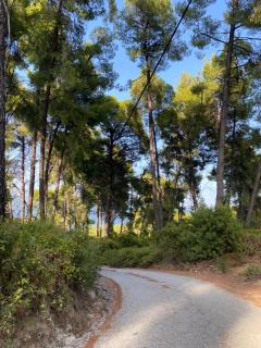 Paradise Pines Xenia - Paliouri - 1