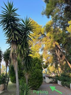 Paradise Pines Xenia - Paliouri - 4